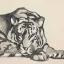 Gaston SUISSE (1896-1988) - Tigre couché, 1923. (Croquis)
